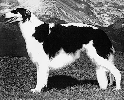 Top Conformation Borzoi 1996